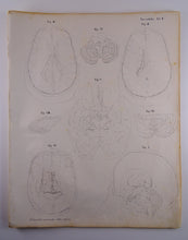 Load image into Gallery viewer, Oesterreicher, Heinrich: Anatomischer Atlas - NervenLehre Taf. II
