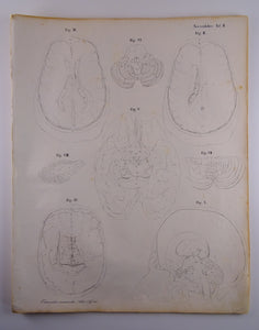 Oesterreicher, Heinrich: Anatomischer Atlas - NervenLehre Taf. II
