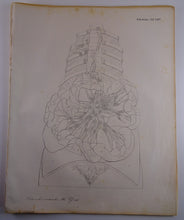 Load image into Gallery viewer, Oesterreicher, Heinrich: Anatomischer Atlas - Gefälslehre Taf: LXIV
