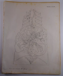 Oesterreicher, Heinrich: Anatomischer Atlas - Gefälslehre Taf: LXIV