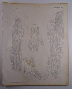 Oesterreicher, Heinrich: Anatomischer Atlas - Gefälslehre Taf: LXII
