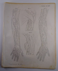Oesterreicher, Heinrich: Anatomischer Atlas - Gefälslehre Taf: XLIV