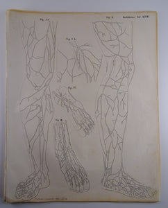 Oesterreicher, Heinrich: Anatomischer Atlas - Gefälslehre Taf: XLVIII