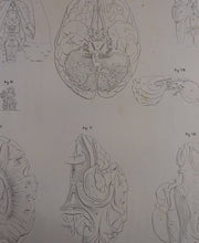 Load image into Gallery viewer, Oesterreicher, Heinrich: Anatomischer Atlas - NervenLehre Taf. IV
