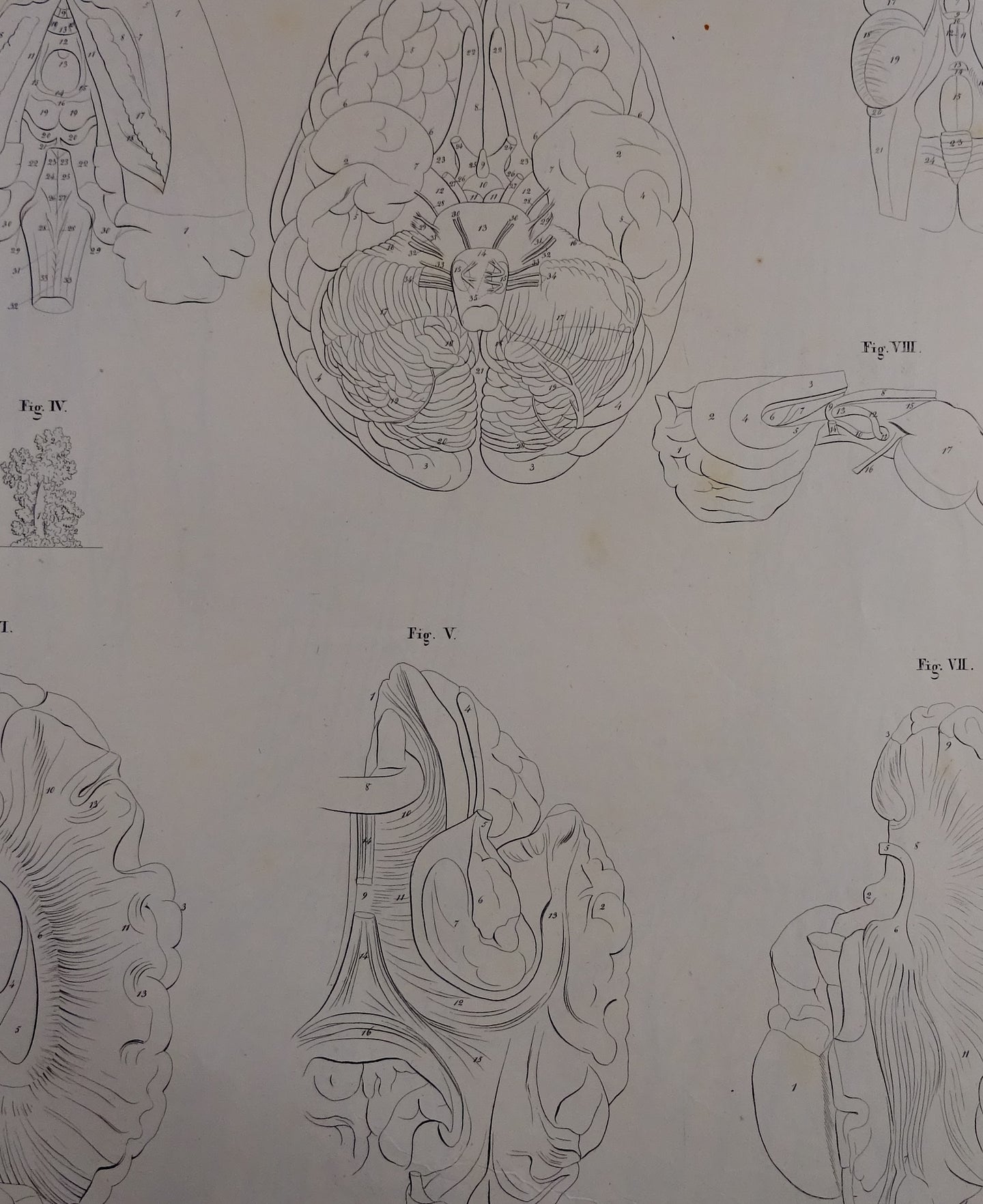 Oesterreicher, Heinrich: Anatomischer Atlas - NervenLehre Taf. IV