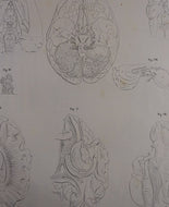 Oesterreicher, Heinrich: Anatomischer Atlas - NervenLehre Taf. IV