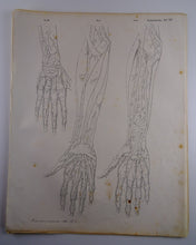 Load image into Gallery viewer, Oesterreicher, Heinrich: Anatomischer Atlas - Gefälslehre Taf: XIV

