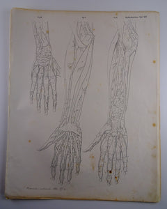 Oesterreicher, Heinrich: Anatomischer Atlas - Gefälslehre Taf: XIV