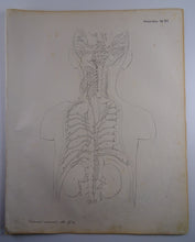 Load image into Gallery viewer, Oesterreicher, Heinrich: Anatomischer Atlas - Gefälslehre Taf: XVI
