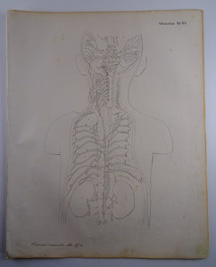 Oesterreicher, Heinrich: Anatomischer Atlas - Gefälslehre Taf: XVI