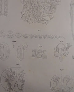 Oesterreicher, Heinrich: Anatomischer Atlas - NervenLehre Taf. VIII