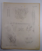 Load image into Gallery viewer, Oesterreicher, Heinrich: Anatomischer Atlas - NervenLehre Taf. VIII
