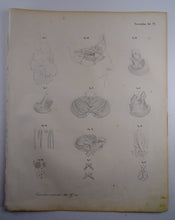 Load image into Gallery viewer, Oesterreicher, Heinrich: Anatomischer Atlas - NervenLehre Taf. V
