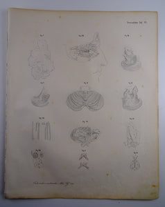 Oesterreicher, Heinrich: Anatomischer Atlas - NervenLehre Taf. VI