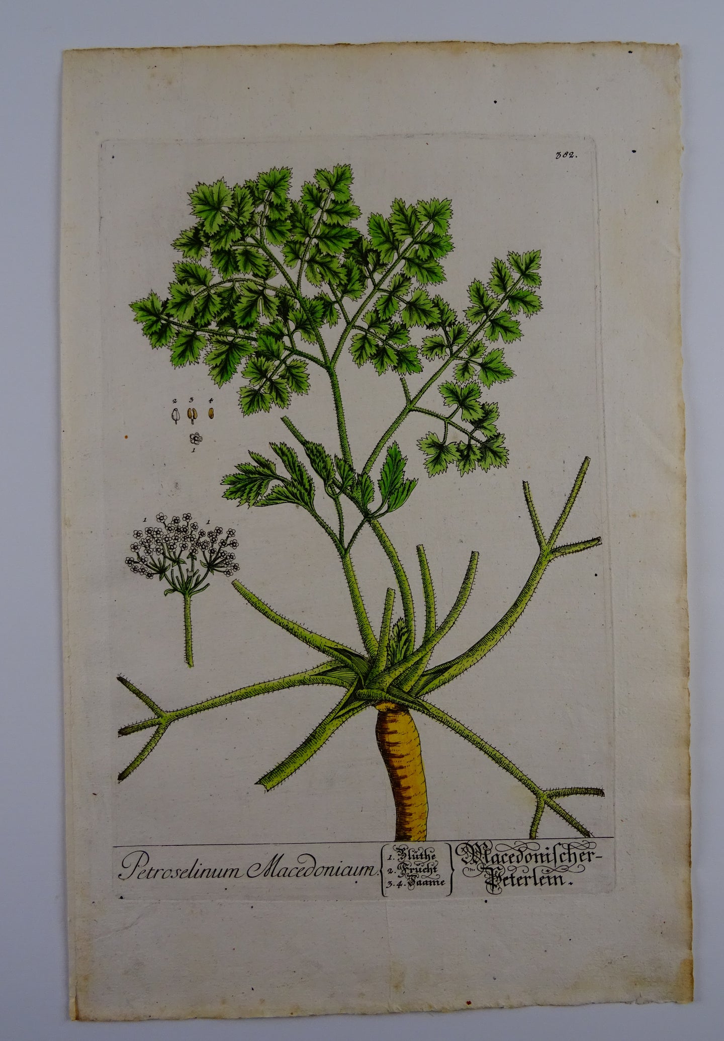 Petroselinum Macedonicum - Herbarium Blackwellianum Emendatum Et Auctum - Elisabeth Blackwell - ca 1750