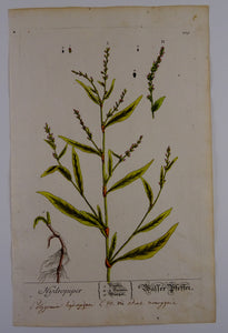Hydropiper - Herbarium Blackwellianum Emendatum Et Auctum - Elisabeth Blackwell - ca 1750