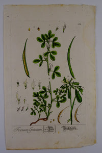 Foenum Graecum - Herbarium Blackwellianum Emendatum Et Auctum - Elisabeth Blackwell - ca 1750