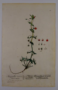 Anagalis terrestris mas - Herbarium Blackwellianum Emendatum Et Auctum - Elisabeth Blackwell - ca 1750