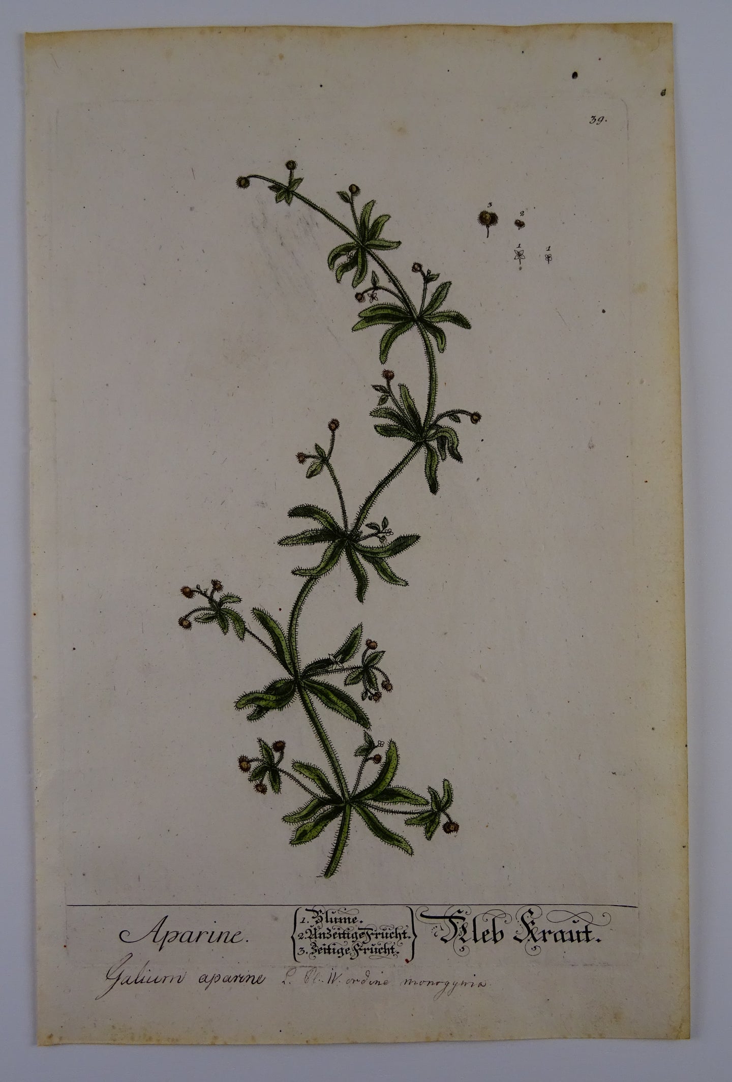 Aparine- Herbarium Blackwellianum Emendatum Et Auctum - Elisabeth Blackwell - ca 1750