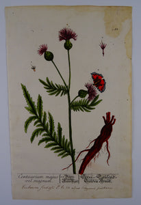 Centaurium majus vel. magnum - Herbarium Blackwellianum Emendatum Et Auctum - Elisabeth Blackwell - ca 1750