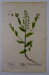 Thlaspi - Herbarium Blackwellianum Emendatum Et Auctum - Elisabeth Blackwell - ca 1750